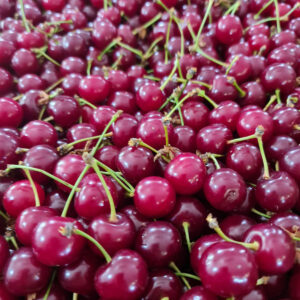 Sour cherry